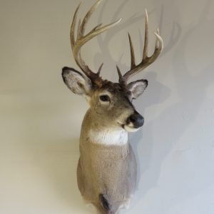 Whitetail Shoulder Mount W-126