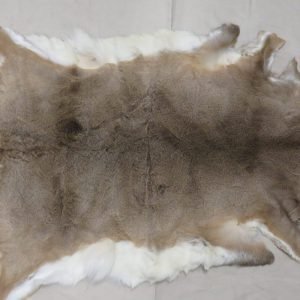 Whitetail Tanned Taxidermy Hide. W-142H