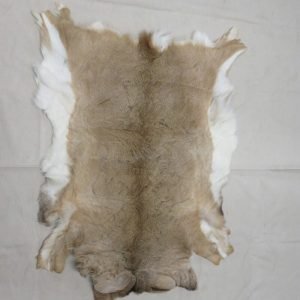 Whitetail Taxidermy Skin/hide. W-143H