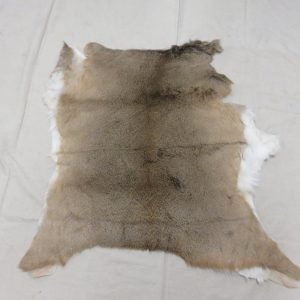 Whitetail Taxidermy Tanned Hide. W-144H
