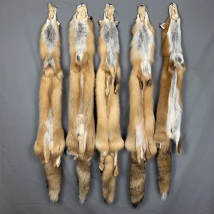 Wild Red Fox Fur (No Feet)